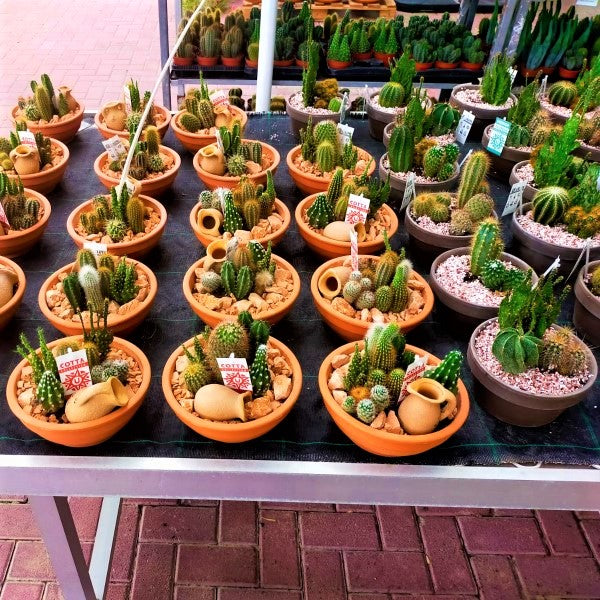 Cactus Outdoor - www.Greenie.ae Buy online Best and Healthy Plants and quality products guarantee in Dubai Plants Shop in Dubai Abu Dhabi all over UAE Plants near me Fresh Plants in Dubai where to buy plants in UAE - Greenie.ae