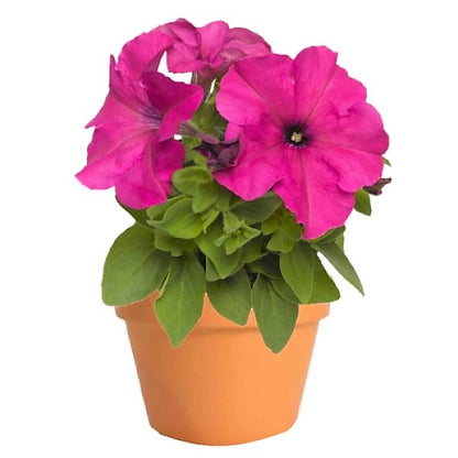 Petunia, Petunias (small) - www.Greenie.ae Buy online Best and Healthy Plants and quality products guarantee in Dubai Plants Shop in Dubai Abu Dhabi all over UAE Plants near me Fresh Plants in Dubai where to buy plants in UAE - Greenie.ae