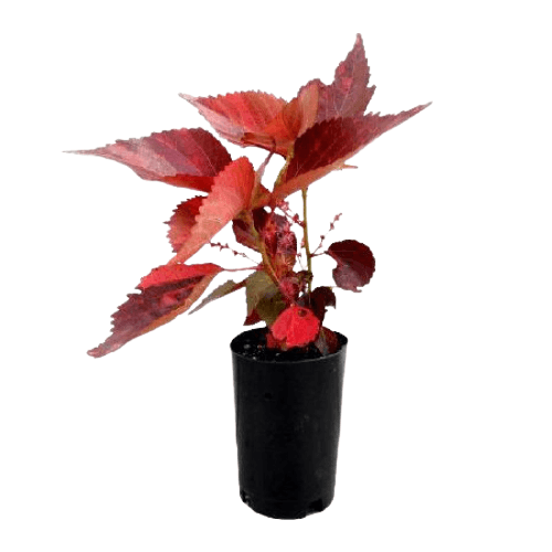 Acalypha wilkesiana, Copper Leaf - www.Greenie.ae Buy online Best and Healthy Plants and quality products guarantee in Dubai Plants Shop in Dubai Abu Dhabi all over UAE Plants near me Fresh Plants in Dubai where to buy plants in UAE - Greenie.ae