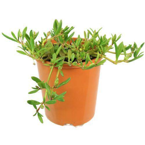 Sesuvium Portulacastrum (small) - www.Greenie.ae Buy online Best and Healthy Plants and quality products guarantee in Dubai Plants Shop in Dubai Abu Dhabi all over UAE Plants near me Fresh Plants in Dubai where to buy plants in UAE - Greenie.ae