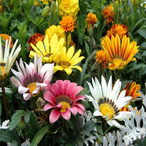 Gazania Flowering Plants - www.Greenie.ae Buy online Best and Healthy Plants and quality products guarantee in Dubai Plants Shop in Dubai Abu Dhabi all over UAE Plants near me Fresh Plants in Dubai where to buy plants in UAE - Greenie.ae