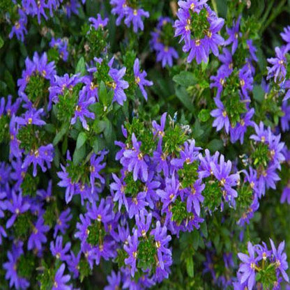 Scaevola Aemula, Blue Wonder - www.Greenie.ae Buy online Best and Healthy Plants and quality products guarantee in Dubai Plants Shop in Dubai Abu Dhabi all over UAE Plants near me Fresh Plants in Dubai where to buy plants in UAE - Greenie.ae