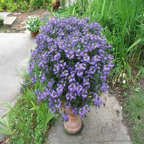 Scaevola Aemula, Blue Wonder - www.Greenie.ae Buy online Best and Healthy Plants and quality products guarantee in Dubai Plants Shop in Dubai Abu Dhabi all over UAE Plants near me Fresh Plants in Dubai where to buy plants in UAE - Greenie.ae