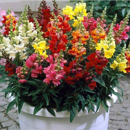 Antirrhium Majus, Snapdragon, Antirrhinum (small) - www.Greenie.ae Buy online Best and Healthy Plants and quality products guarantee in Dubai Plants Shop in Dubai Abu Dhabi all over UAE Plants near me Fresh Plants in Dubai where to buy plants in UAE - Greenie.ae