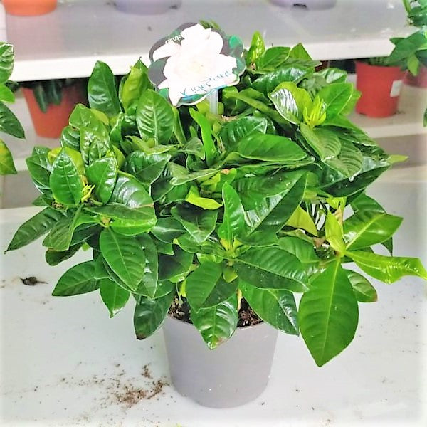 Cape Jasmine, Gardenia Jasminoides, indoor - www.Greenie.ae Buy online Best and Healthy Plants and quality products guarantee in Dubai Plants Shop in Dubai Abu Dhabi all over UAE Plants near me Fresh Plants in Dubai where to buy plants in UAE - Greenie.ae