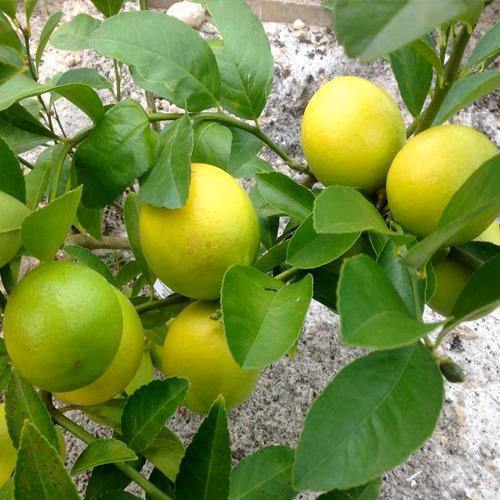 Lime, Binzaheer - www.Greenie.ae Buy online Best and Healthy Plants and quality products guarantee in Dubai Plants Shop in Dubai Abu Dhabi all over UAE Plants near me Fresh Plants in Dubai where to buy plants in UAE - Greenie.ae