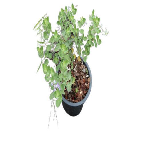 Vitex Rotundifolia, Beach Vitex - www.Greenie.ae Buy online Best and Healthy Plants and quality products guarantee in Dubai Plants Shop in Dubai Abu Dhabi all over UAE Plants near me Fresh Plants in Dubai where to buy plants in UAE - Greenie.ae