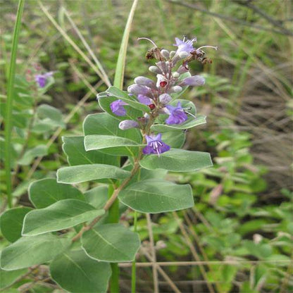 Vitex Rotundifolia, Beach Vitex - www.Greenie.ae Buy online Best and Healthy Plants and quality products guarantee in Dubai Plants Shop in Dubai Abu Dhabi all over UAE Plants near me Fresh Plants in Dubai where to buy plants in UAE - Greenie.ae