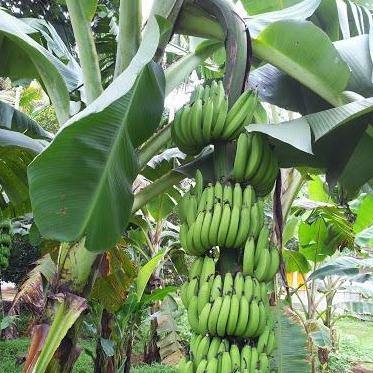 Musa paradisiaca, Banana Tree - www.Greenie.ae Buy online Best and Healthy Plants and quality products guarantee in Dubai Plants Shop in Dubai Abu Dhabi all over UAE Plants near me Fresh Plants in Dubai where to buy plants in UAE - Greenie.ae