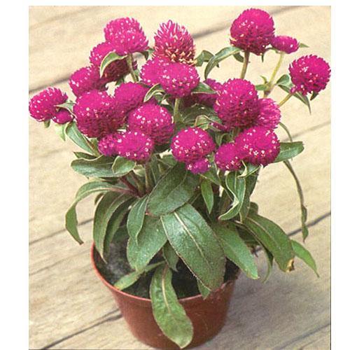 Gompherena Flowers (small) - www.Greenie.ae Buy online Best and Healthy Plants and quality products guarantee in Dubai Plants Shop in Dubai Abu Dhabi all over UAE Plants near me Fresh Plants in Dubai where to buy plants in UAE - Greenie.ae